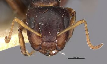 Media type: image;   Entomology 21606 Aspect: head frontal view